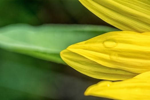 Detail of yellow petals with dew drops