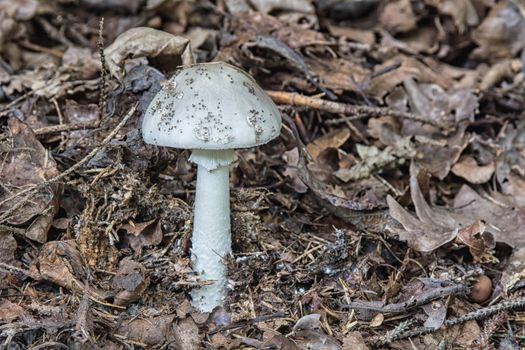 Rouse gray fungus in fallen leaves in the forest