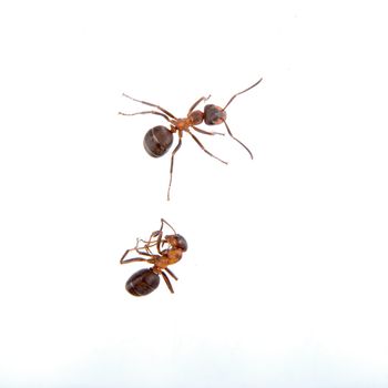 Two ants isolated on a white background