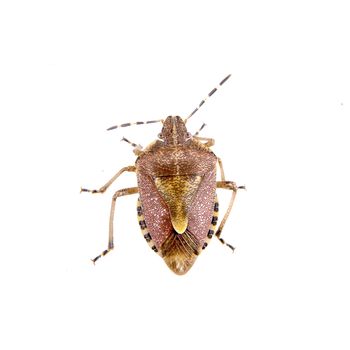 Brown shield bug isolated on a white background