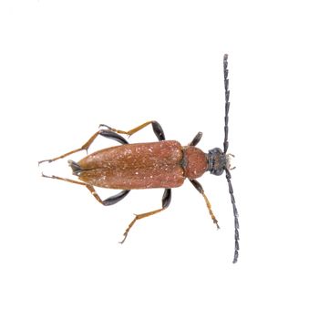 Black brown bug isolated on a white background