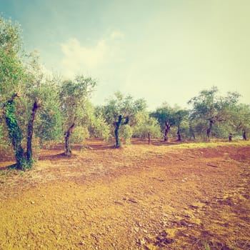 Olive Grove in Spain, Vintage Style Toned Picture