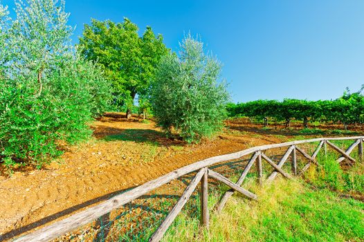 Vineyard and Olive Grove behind a Wooden Fence in Italy