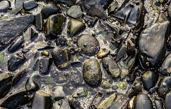 Small rocks and leaf on them on the beach