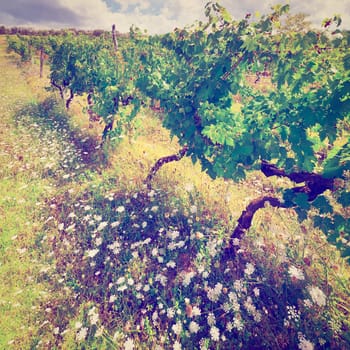 Vineyard with Ripe Grapes in the Autumn in Italy, Vintage Style Toned Picture