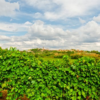 Vineyard with Ripe Grapes in the Autumn on the Background of Medieval Italian City