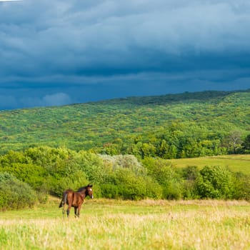 Dark bay horses in a meadow with green grass