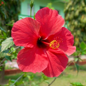 Red flower- Hibiscus rosa sinensis, soft background