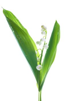 White flowers lilies of the valley isolated on white background