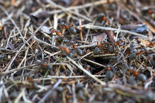 Anthill in the forest with many ants.