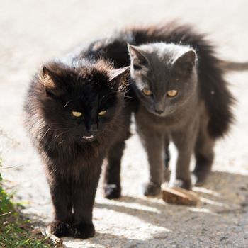 Two cats black and gray looking at camera