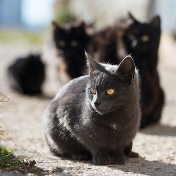 Group of cats sitting and looking at camera