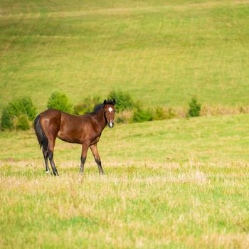 Dark bay horse in a meadow with green grass