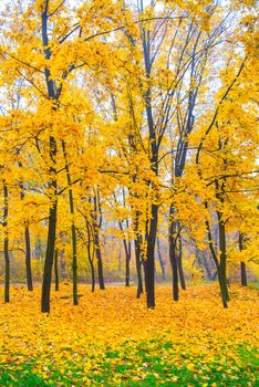 Beautiful autumn forest in the park with yellow and red trees