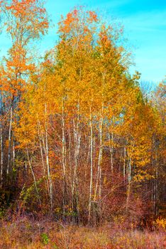 Beautiful autumn forest in the park with yellow and red trees