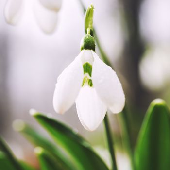 Spring flowers snowdrops with snow in the forest