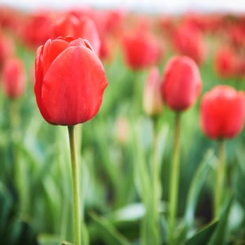 Field of beautiful red tulips in spring time