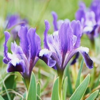 Flowerbed of purple irises in a green garden