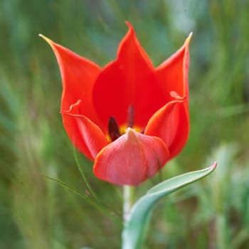 Beautiful red wild tulip in spring time with green grass