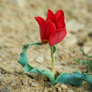 Beautiful red wild tulip in the desert with green grass