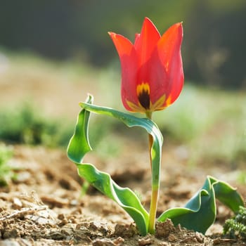 Beautiful red wild tulip in the desert with green grass