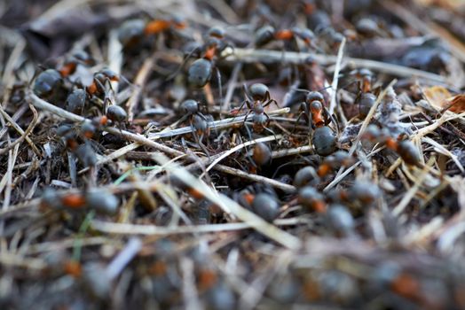 Anthill in the forest with many ants.