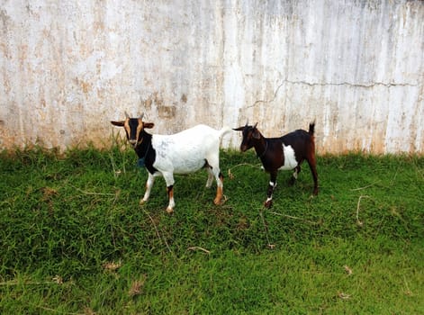 Two cute blanck and white goats on a farm are outside grazing and eating grass.