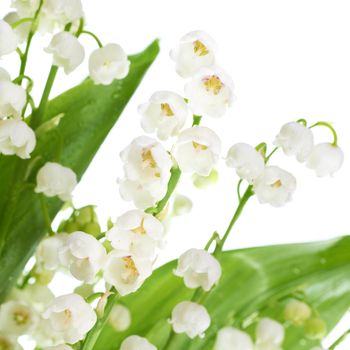 White flowers lilies of the valley isolated on white background