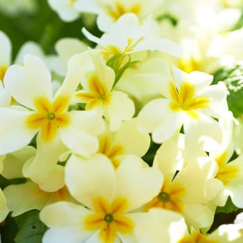 Spring yellow flowers (Primula vulgaris) in the forest