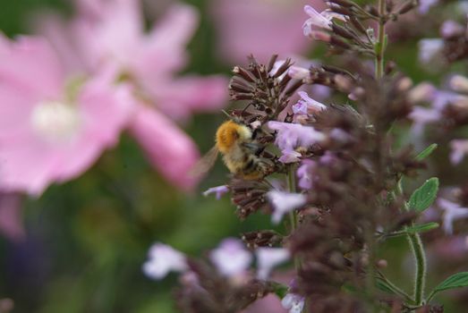 A single honey bee amongst wild flowers in a field
