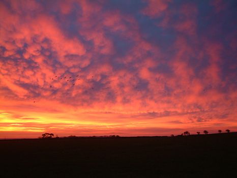 A flock of birds flying against a sunrise in Ceredigion, Wales.