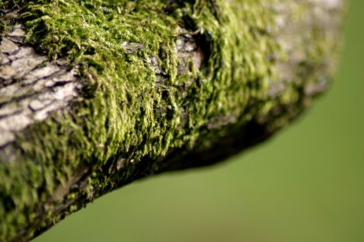 A section of dead wood with moss.