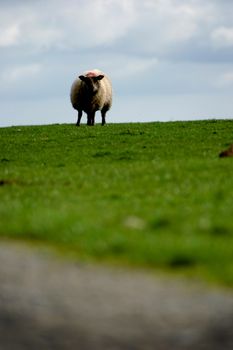 A single welsh sheep observing the camera