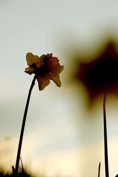 a single daffodil towards the end of its bloom.