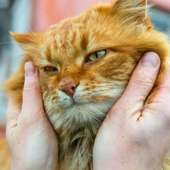 Red cat with green eyes in somebody's hands