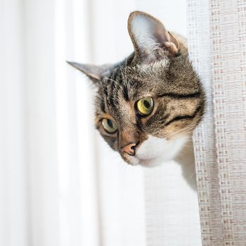 Little gray striped and curiously looking cat isolated on white background