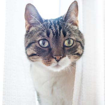 Little gray striped and curiously looking cat isolated on white background