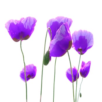 Beautiful red poppies isolated on white background