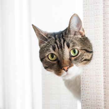 Little gray striped and curiously looking cat isolated on white background