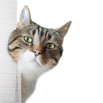 Little gray striped and curiously looking cat isolated on white background