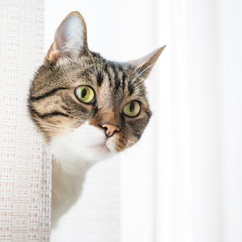 Little gray striped and curiously looking cat isolated on white background