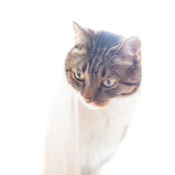 Little gray striped and curiously looking cat isolated on white background