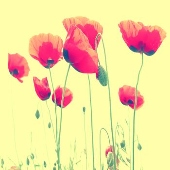 Beautiful red poppies modern colorized