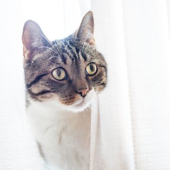 Little gray striped and curiously looking cat isolated on white background