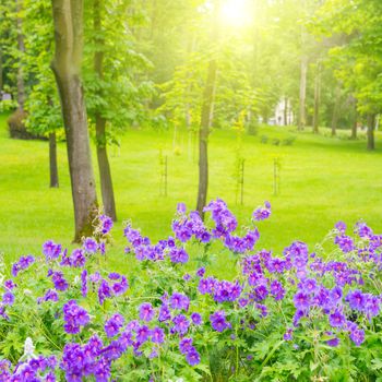 Green lawn with trees and flowers in the park, sunny light