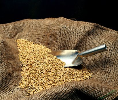 wheat sowing seed and metal spoon close up 