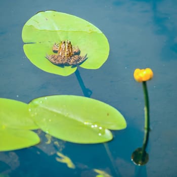 Frog sitting on leaf with lily in the pond