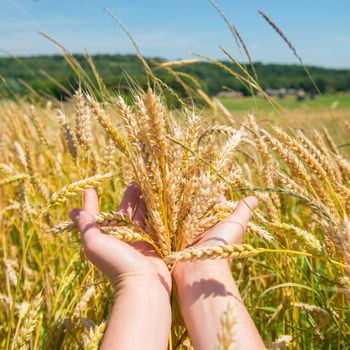 Wheat in the hands. Harvest time, agricultural background