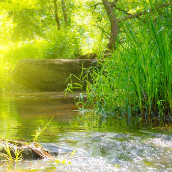 Stream in the tropical forest. Environment sunny landscape