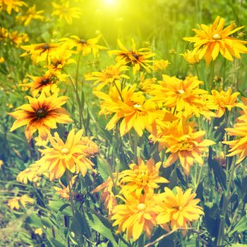 Blooming yellow rudbeckia (Black-eyed Susan flower) with sun light and green grass